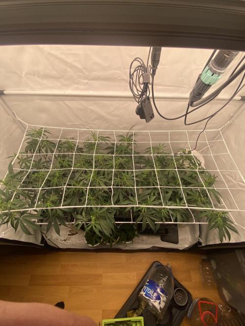 Gorilla coockies Pheno winner run. Week 7