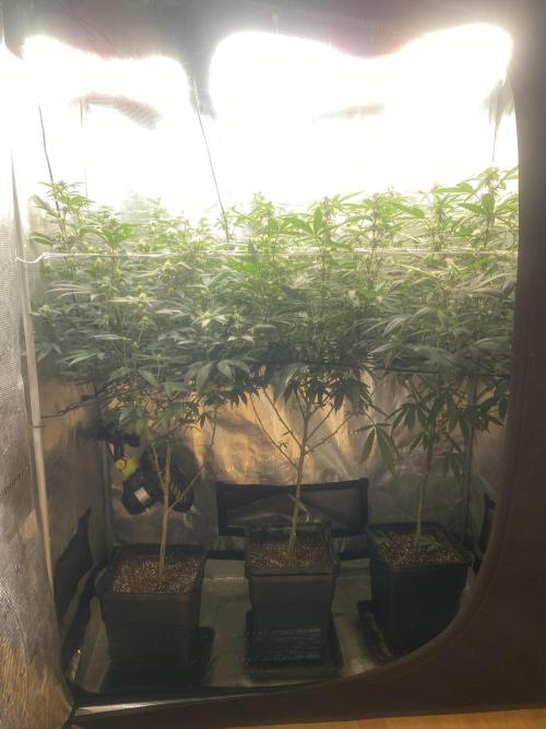 Grape Gas S1. Week 8