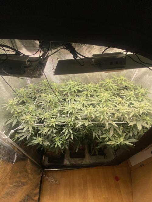 Grape Gas S1. Week 8