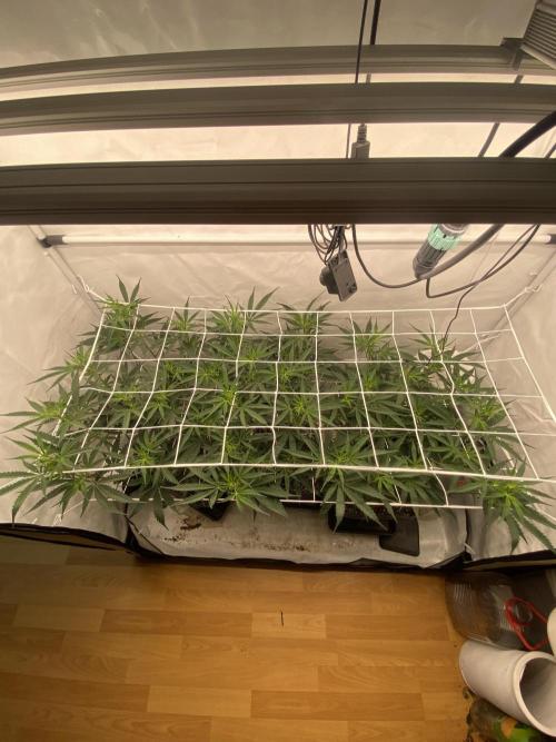Gorilla coockies Pheno winner run. Week 7