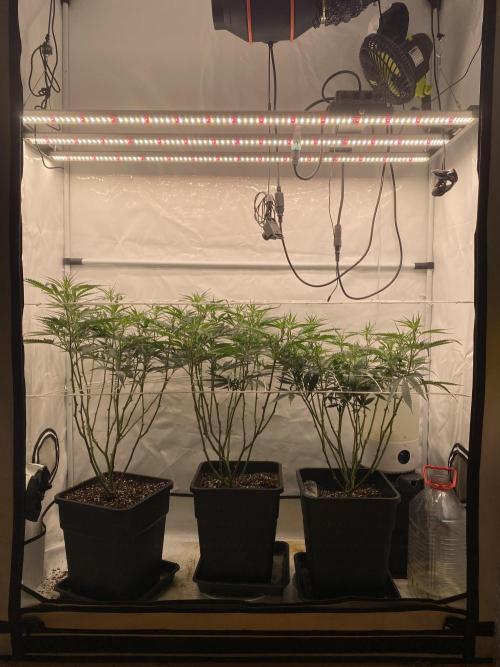 Gorilla coockies Pheno winner run. Week 7