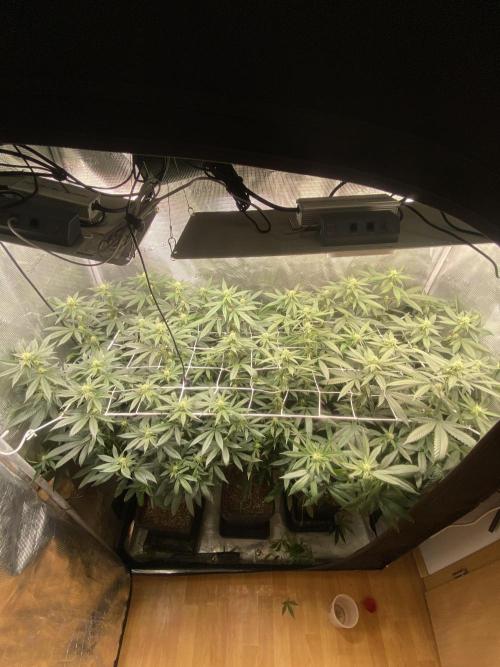 Grape Gas S1. Week 8