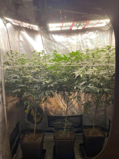 Ambient R120. Week 8