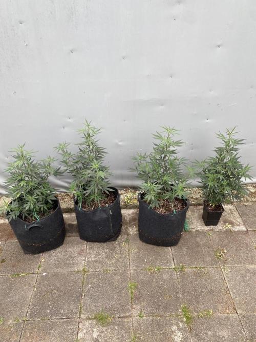 Outdoor Gorilla coockies FF. Week 7