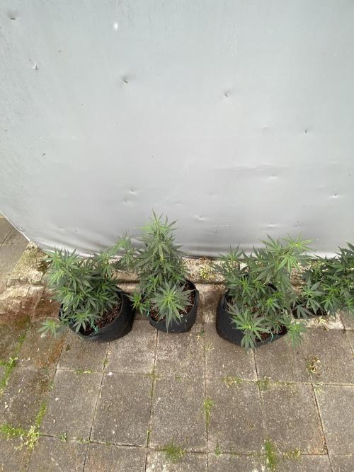 Outdoor Gorilla coockies FF. Week 7