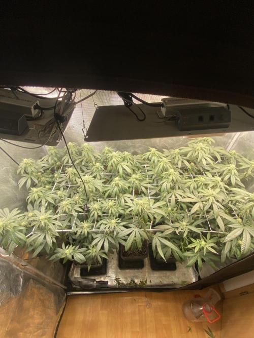 Grape Gas S1. Week 8