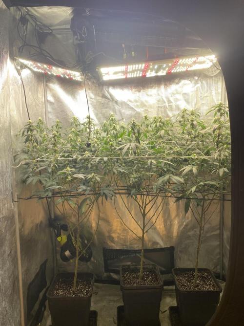 Ambient R120. Week 8