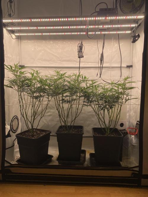 Gorilla coockies Pheno winner run. Week 7