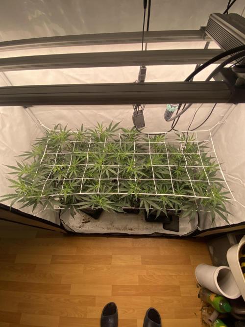 Gorilla coockies Pheno winner run. Week 7