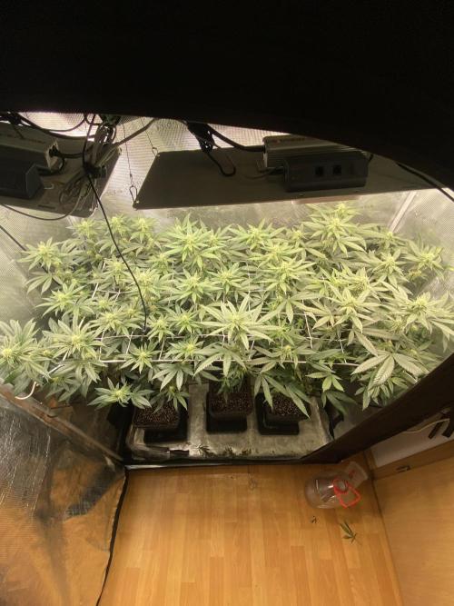 Grape Gas S1. Week 8