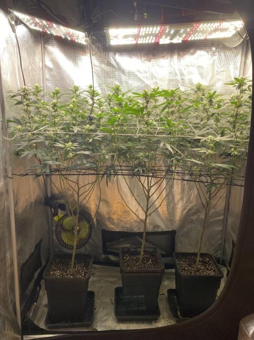 Ambient R120. Week 8