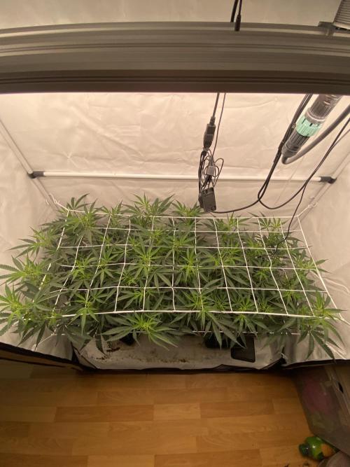 Gorilla coockies Pheno winner run. Week 7