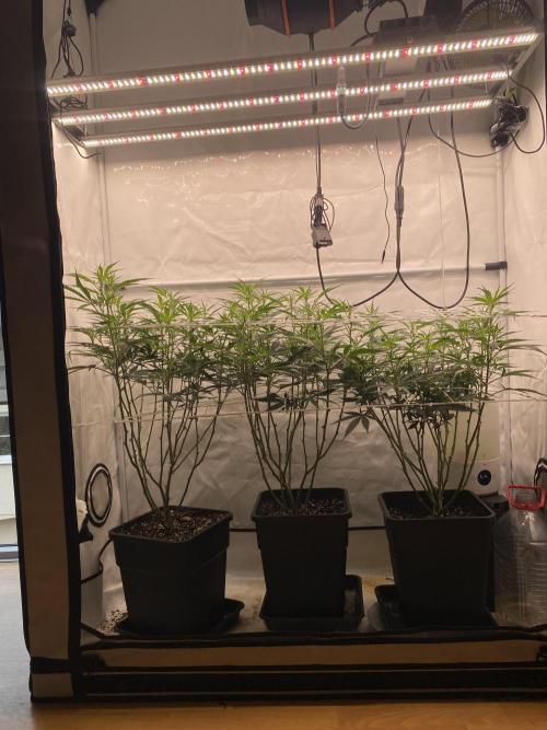 Gorilla coockies Pheno winner run. Week 7