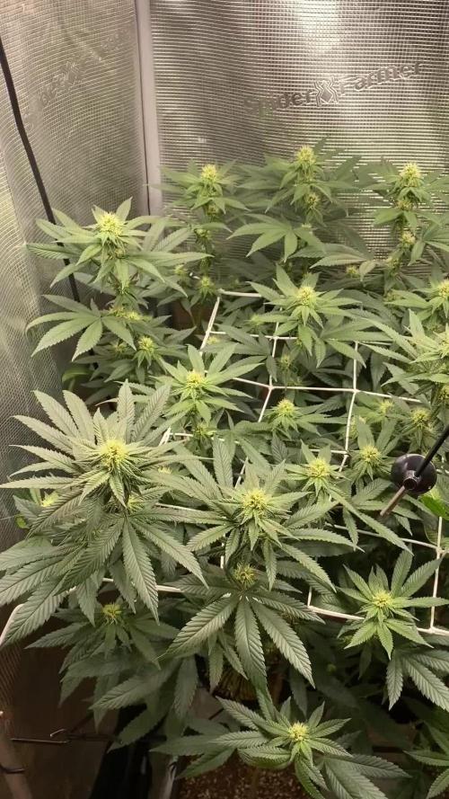 Grape Gas S1
