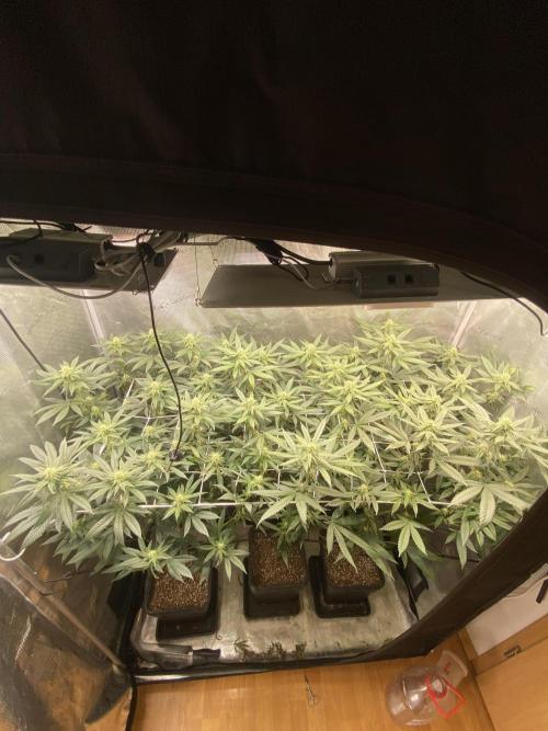 Grape Gas S1. Week 9