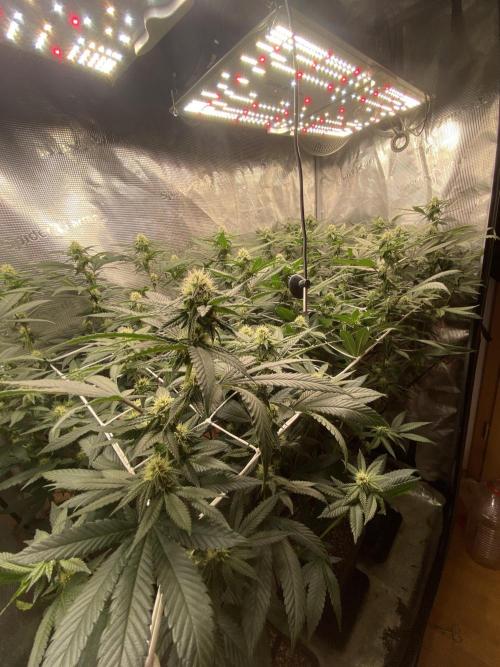 Grape Gas S1. Week 9