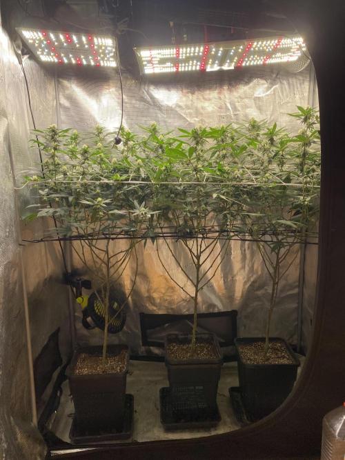 Grape Gas S1. Week 9