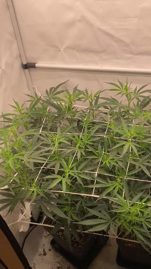 Gorilla coockies Pheno winner run