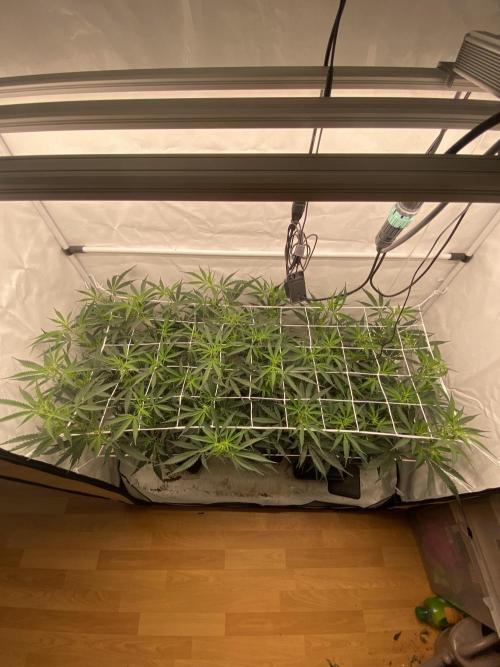 Gorilla coockies Pheno winner run. Week 8