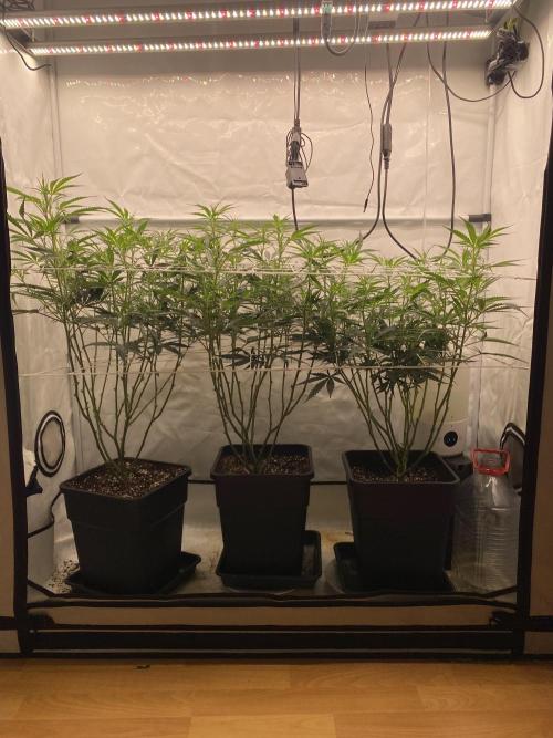 Gorilla coockies Pheno winner run. Week 8