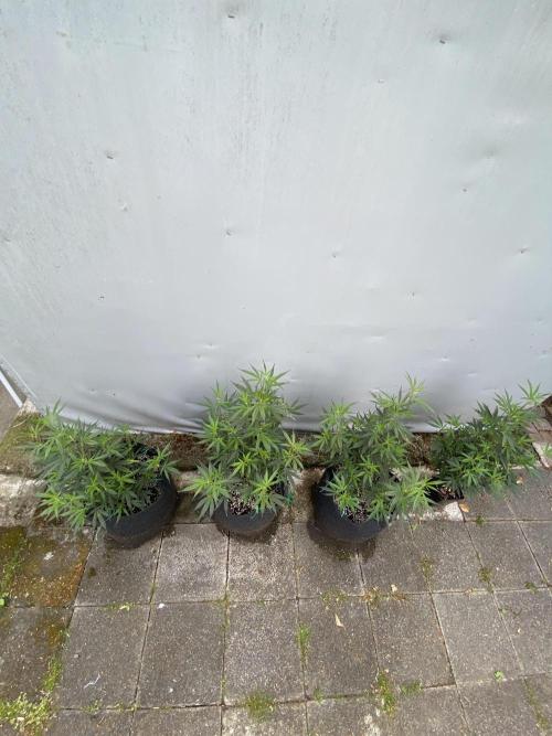 Outdoor Gorilla coockies FF. Week 7