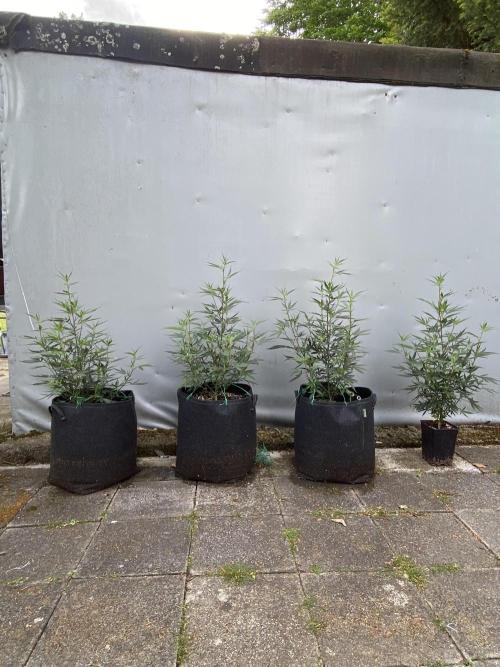 Outdoor Gorilla coockies FF. Week 7