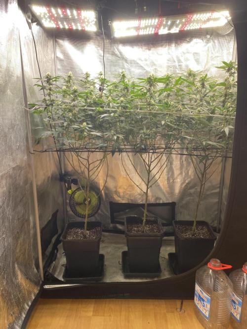 Ambient R120. Week 9