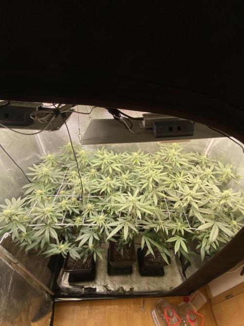 Grape Gas S1. Week 9
