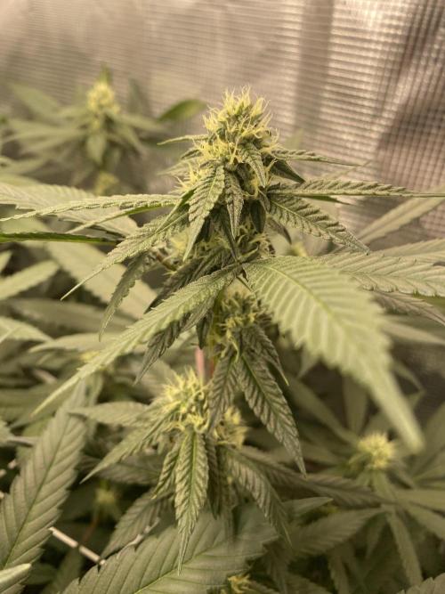 Grape Gas S1. Week 9