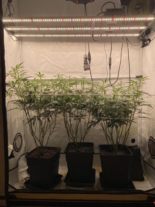 Gorilla coockies Pheno winner run. Week 8