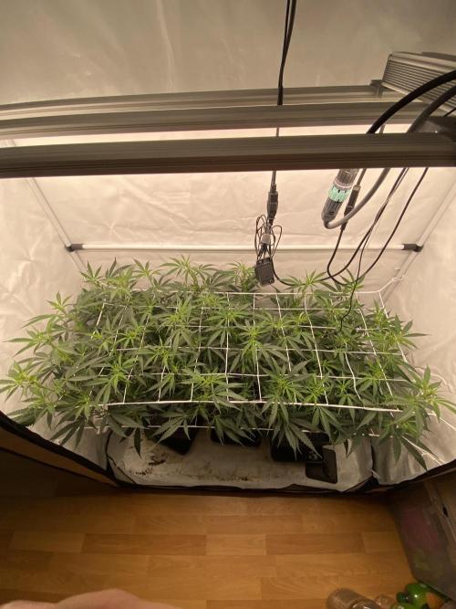 Gorilla coockies Pheno winner run. Week 8