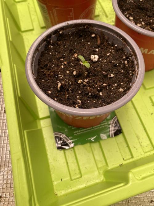 Tropicana coockies Auto. Week 0