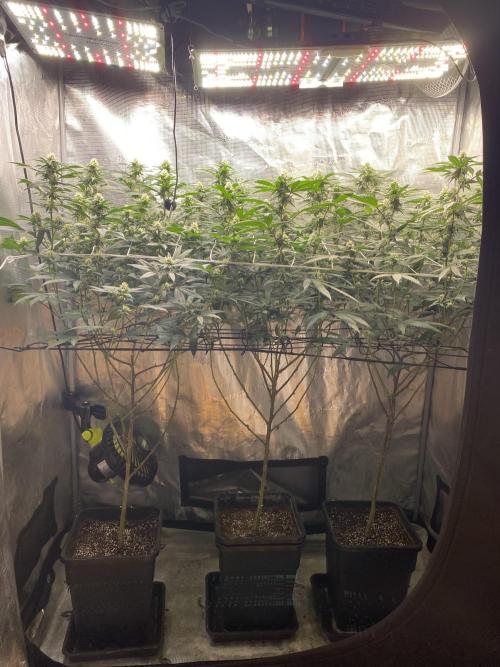 Ambient R120. Week 9