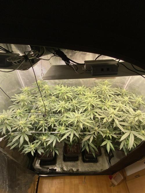 Grape Gas S1. Week 9
