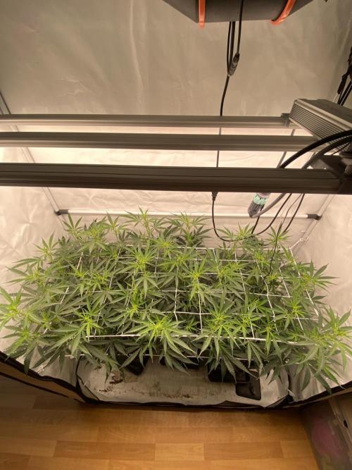 Gorilla coockies Pheno winner run. Week 8