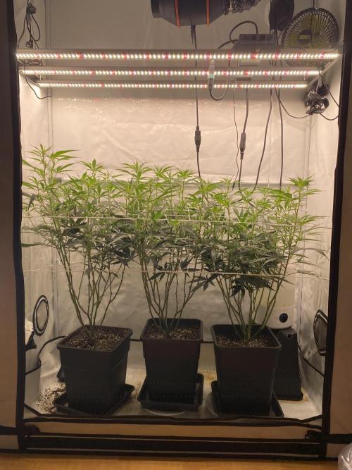 Gorilla coockies Pheno winner run. Week 8