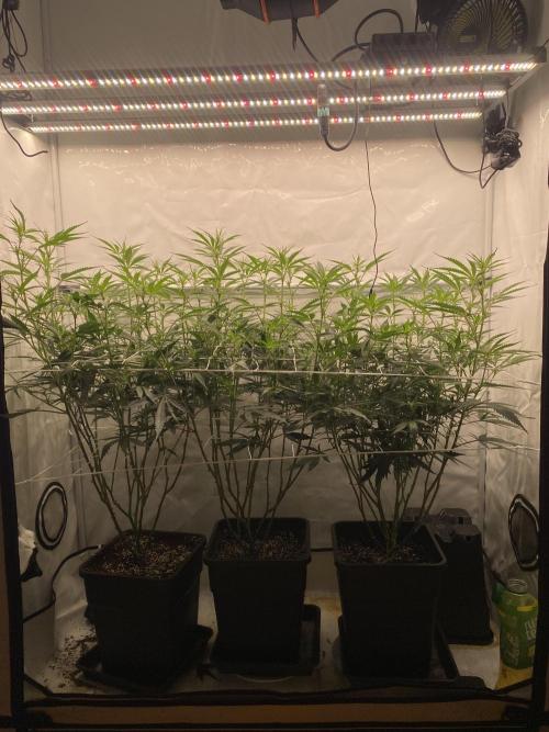 Gorilla coockies Pheno winner run. Week 8