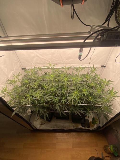 Gorilla Cookies FF. Week 8