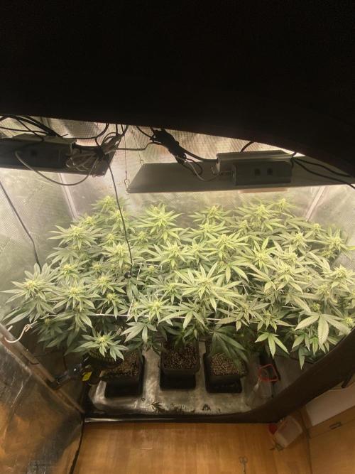 Grape Gas S1. Week 9