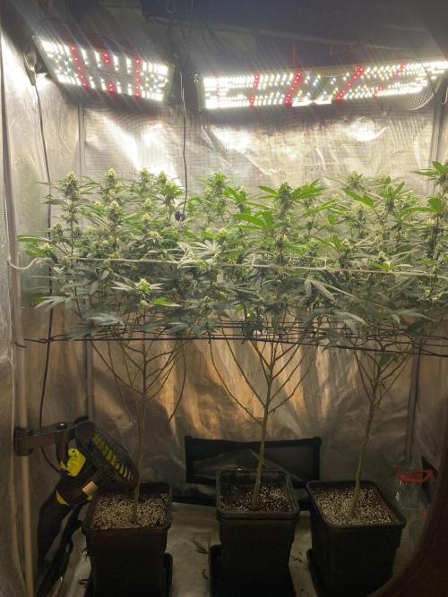 Ambient R120. Week 9