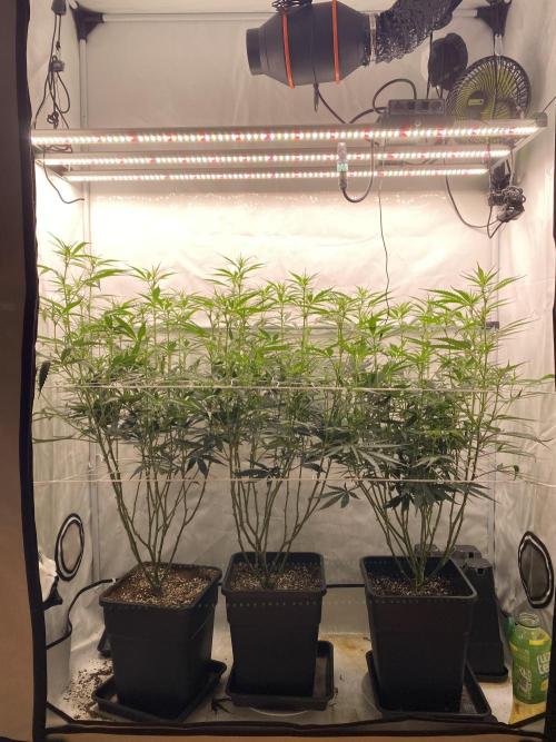 Gorilla Cookies FF. Week 8
