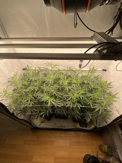 Gorilla coockies Pheno winner run. Week 8