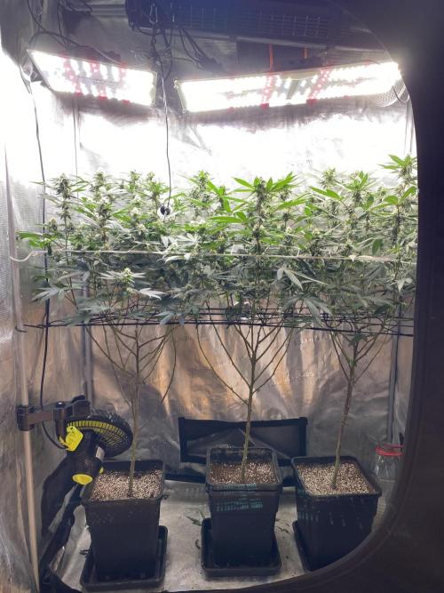 Ambient R120. Week 9