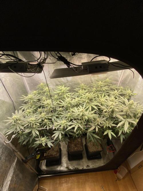 Grape Gas S1. Week 9