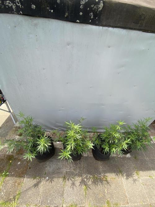 Outdoor Gorilla coockies FF. Week 8