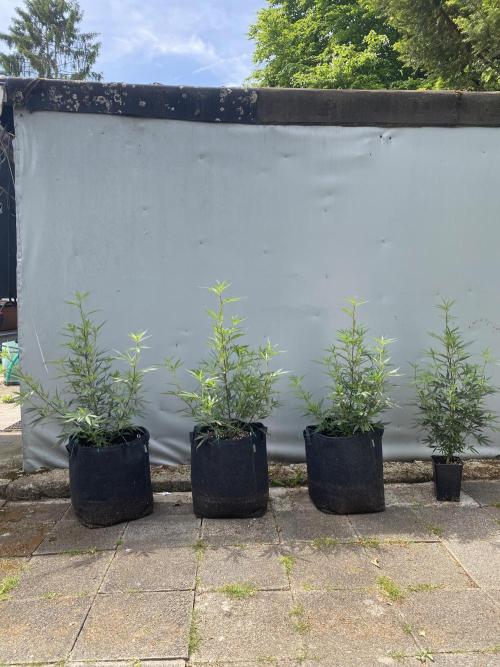 Outdoor Gorilla coockies FF. Week 8