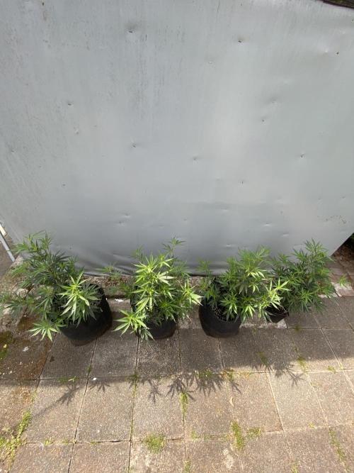 Outdoor Gorilla coockies FF. Week 8