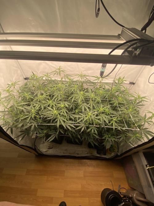 Gorilla coockies Pheno winner run. Week 8