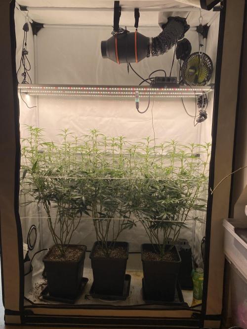 Gorilla Cookies FF. Week 8