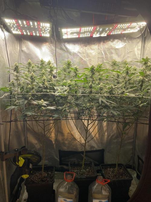 Ambient R120. Week 9